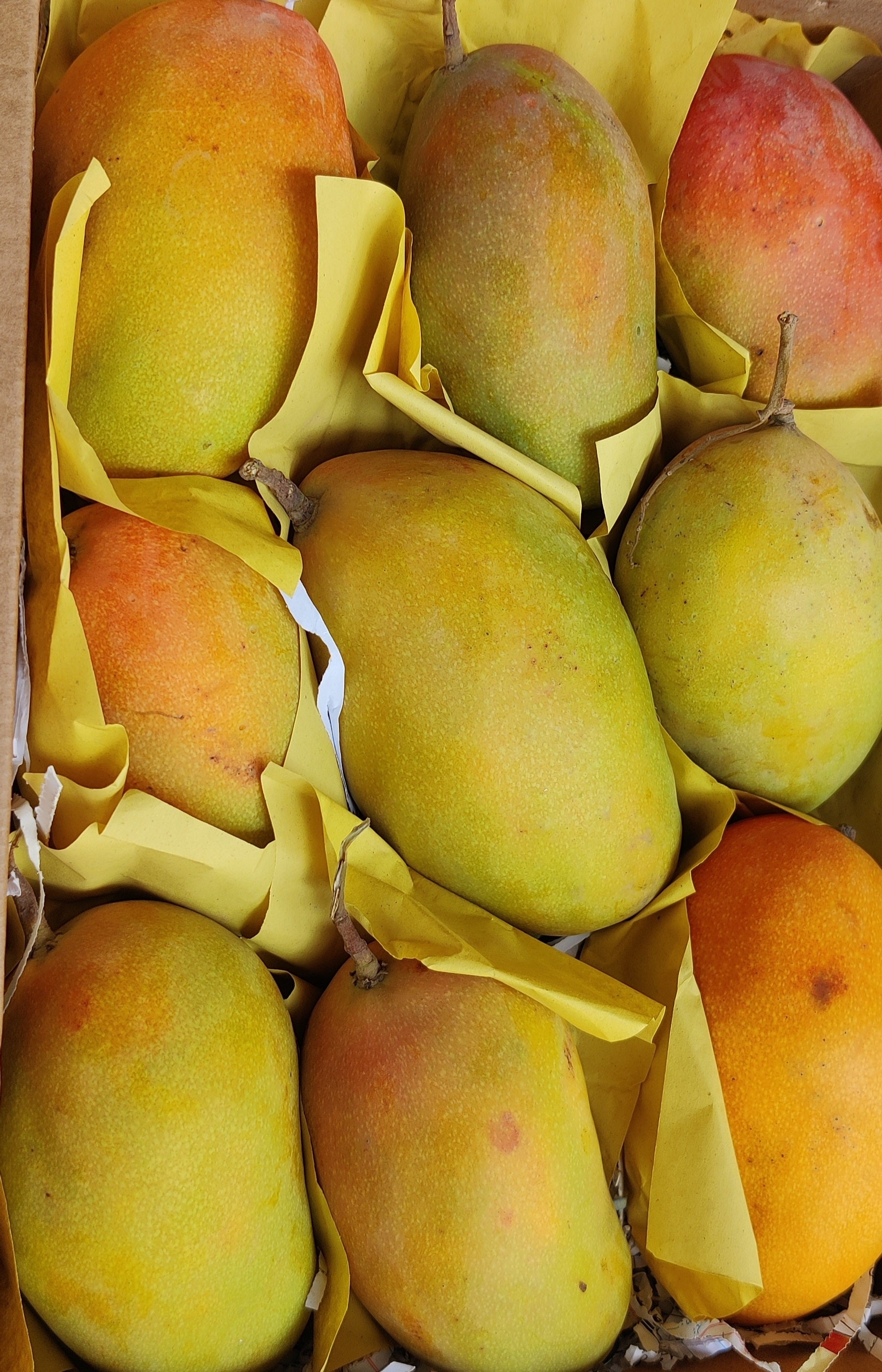 Premium Taimoor Mangoes (Yemen)